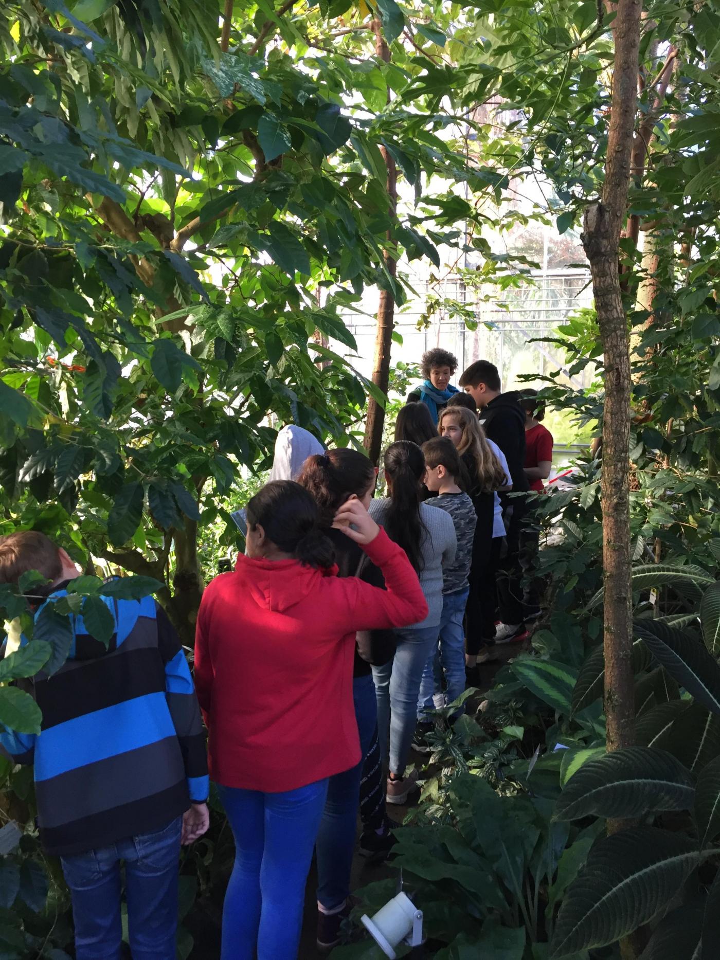 Kakaopflanzen im Botanischen Garten Kakaopflanzen im Botanischen Garten