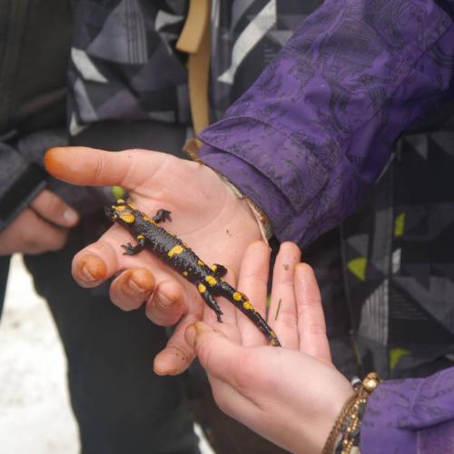 Ein Feuersalamander kreuzte unseren Weg.