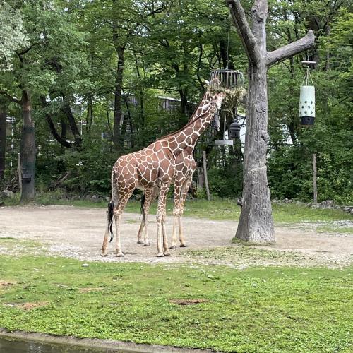 Giraffe