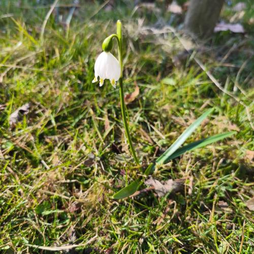 Schneeglöckchen