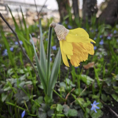 Frühlingsblumen Tour im Botanischen Garten