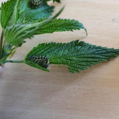 Schmetterling
