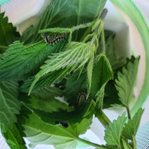 Schmetterling