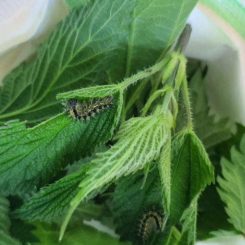 Schmetterling