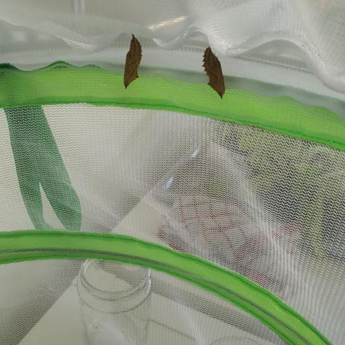 Schmetterling