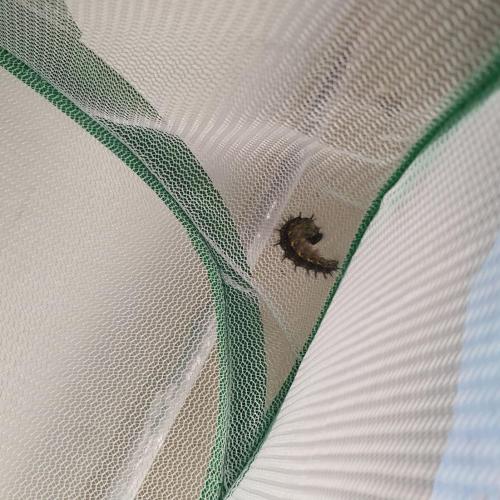 Schmetterling