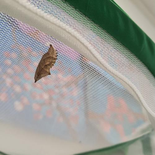 Schmetterling