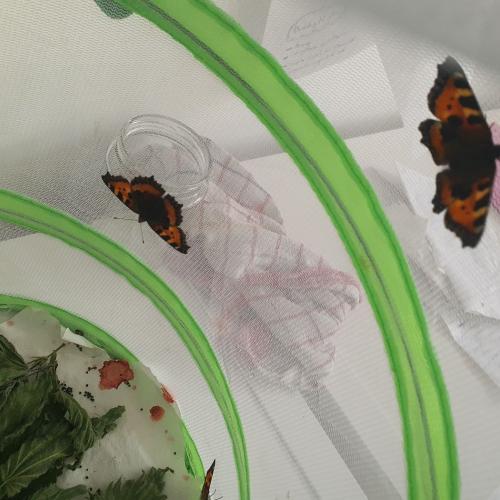 Schmetterling