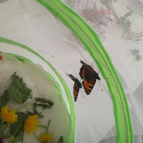 Schmetterling