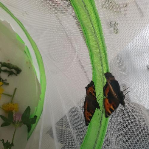 Schmetterling