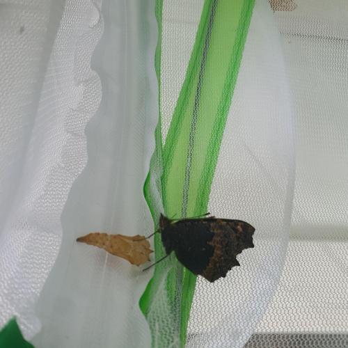 Schmetterling