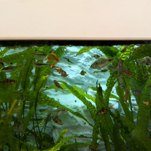 Aquarium