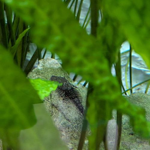 Aquarium