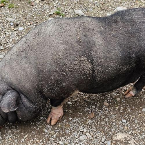 4a Raritätezoo
