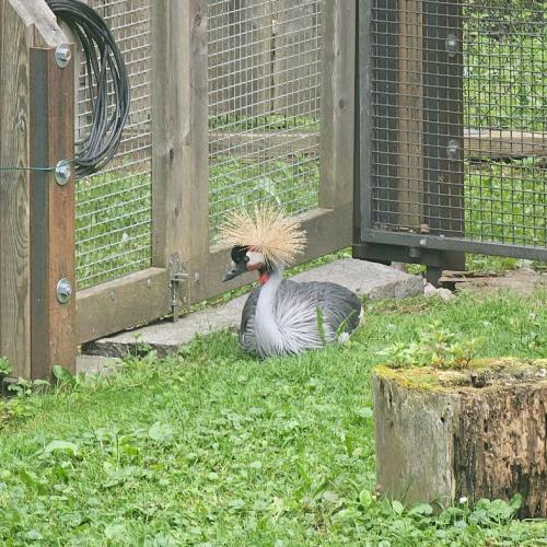 4a Raritätezoo