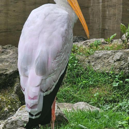 4a Raritätezoo