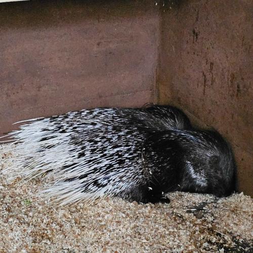 4a Raritätezoo
