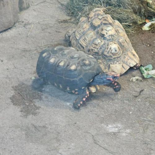 4a Raritätezoo