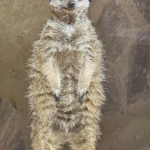 4a Raritätezoo