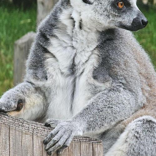4a Raritätezoo