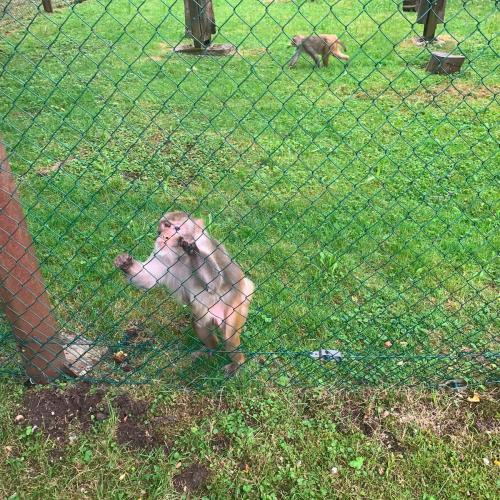 4a Raritätezoo