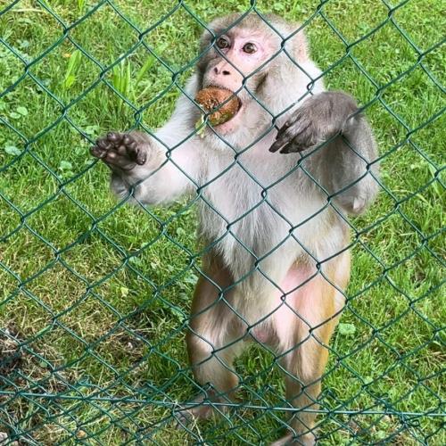 4a Raritätezoo