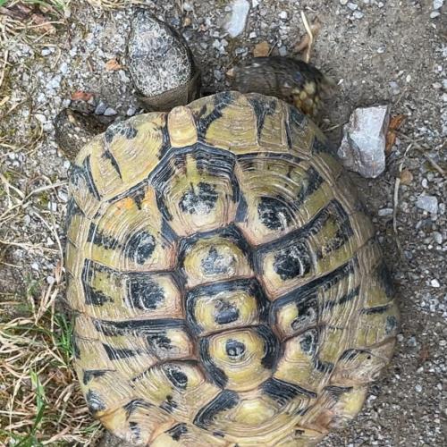4a Raritätezoo