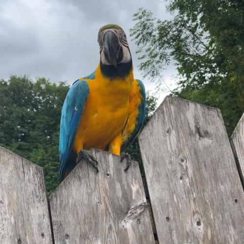 4a Raritätezoo