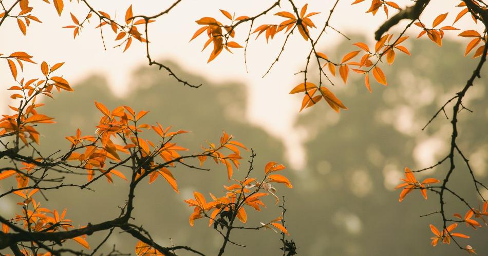 Herbst