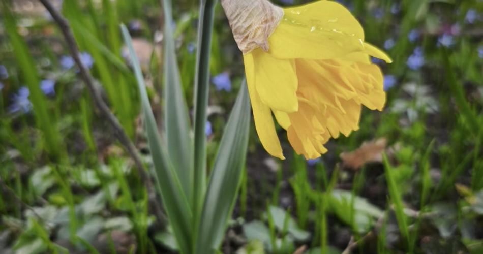 Frühlingsblumen Tour im Botanischen Garten