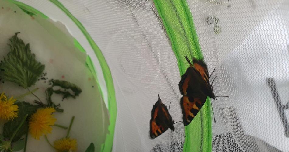 Schmetterling