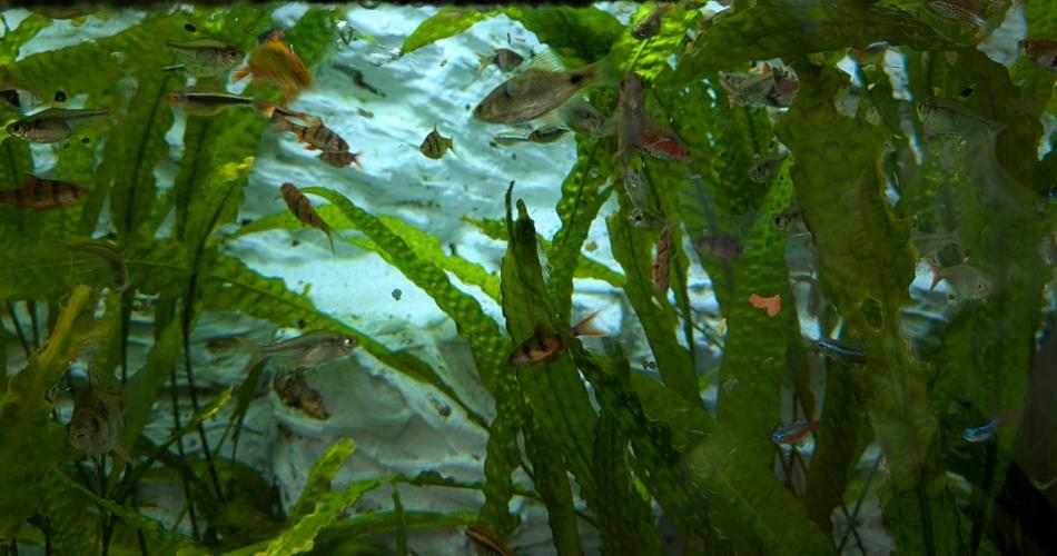 Aquarium
