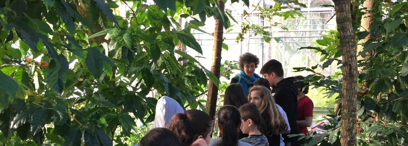 Kakaopflanzen im Botanischen Garten
