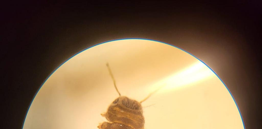 Die Larve einer Lidmücke Die Larve einer Lidmücke