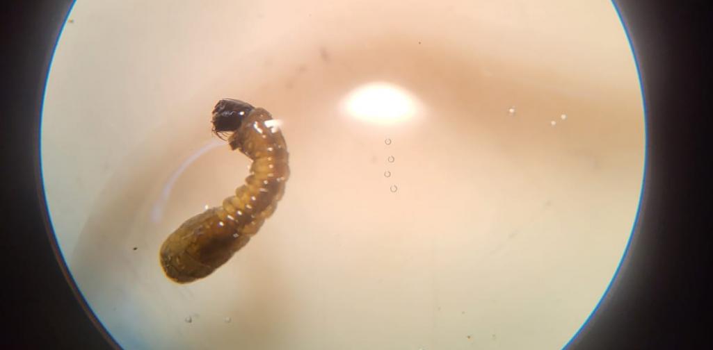 Eine Kriebelmückenlarve Eine Kriebelmückenlarve